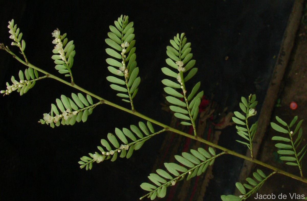 Phyllanthus racemosus L.f.